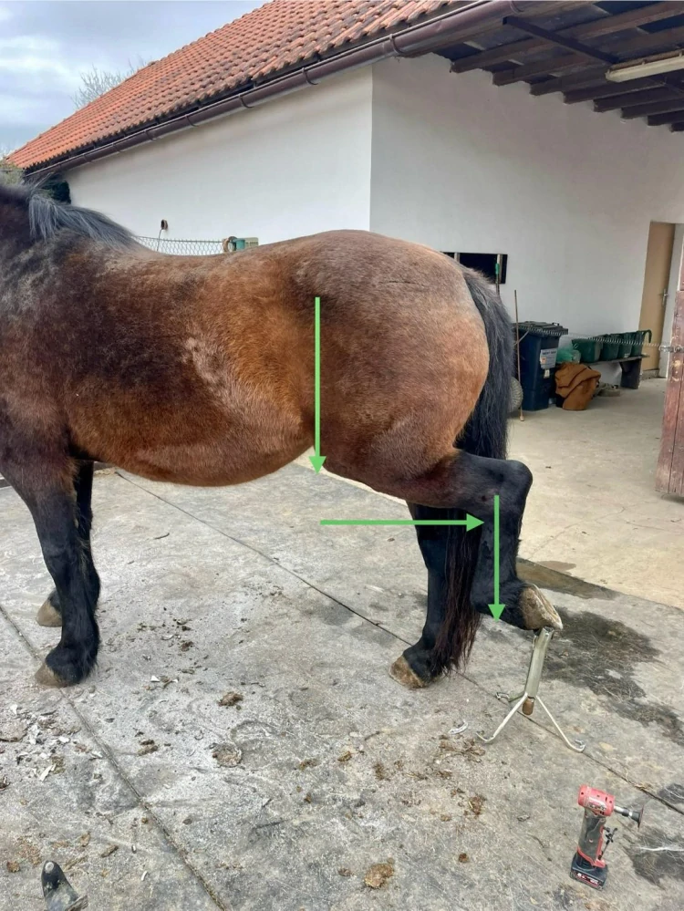 Stojánek na kopyta