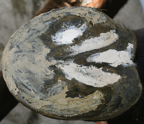 Artimud VELKÝ - proti hnilobě