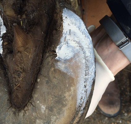 Artimud VELKÝ - proti hnilobě